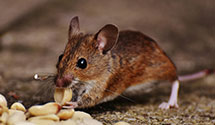 24 Hour & Emergency Exterminators in Blossom Valley, CA